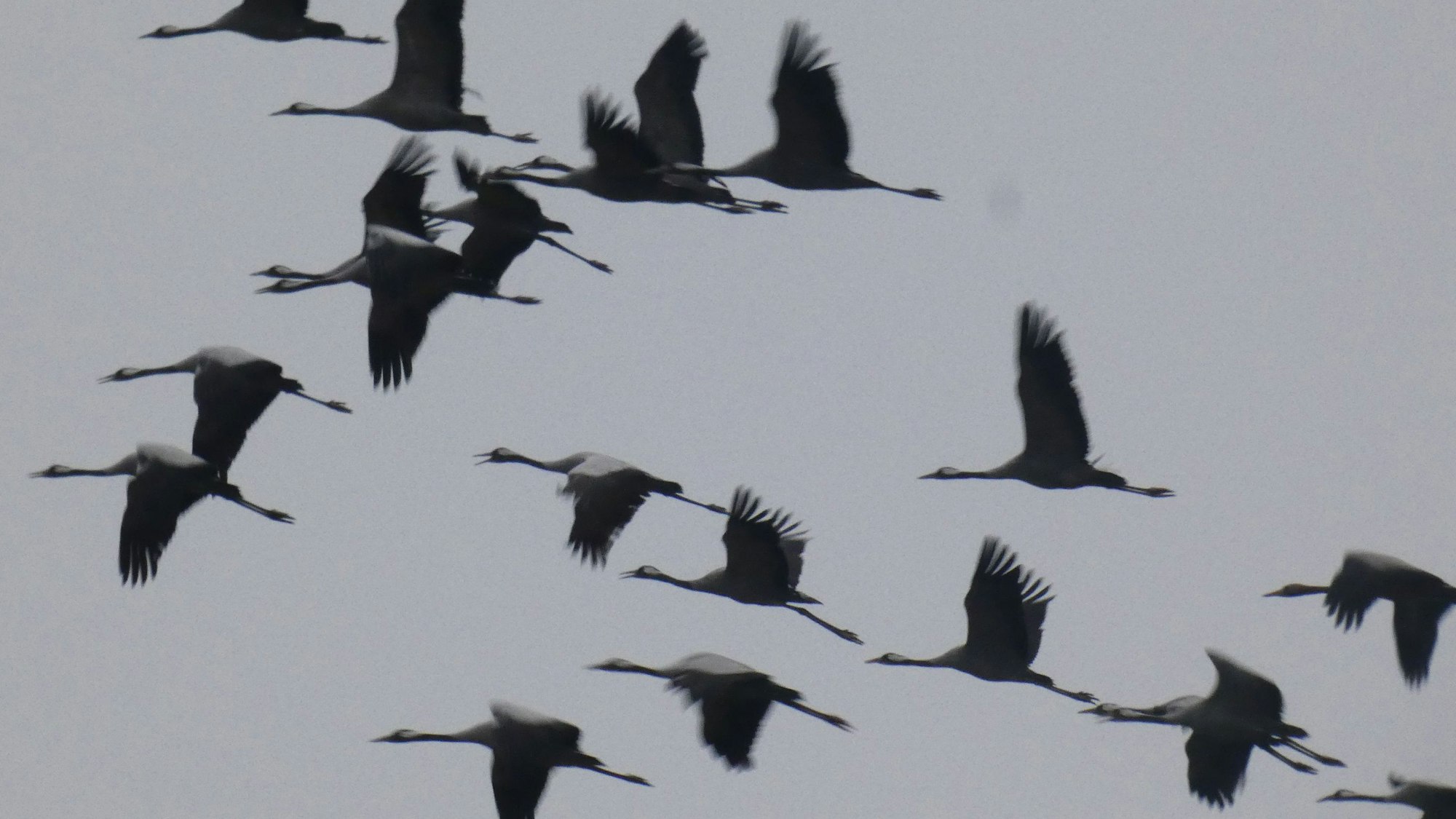 Ein Kranichschwarm über der Grube Sporkenbach im November 2022.
