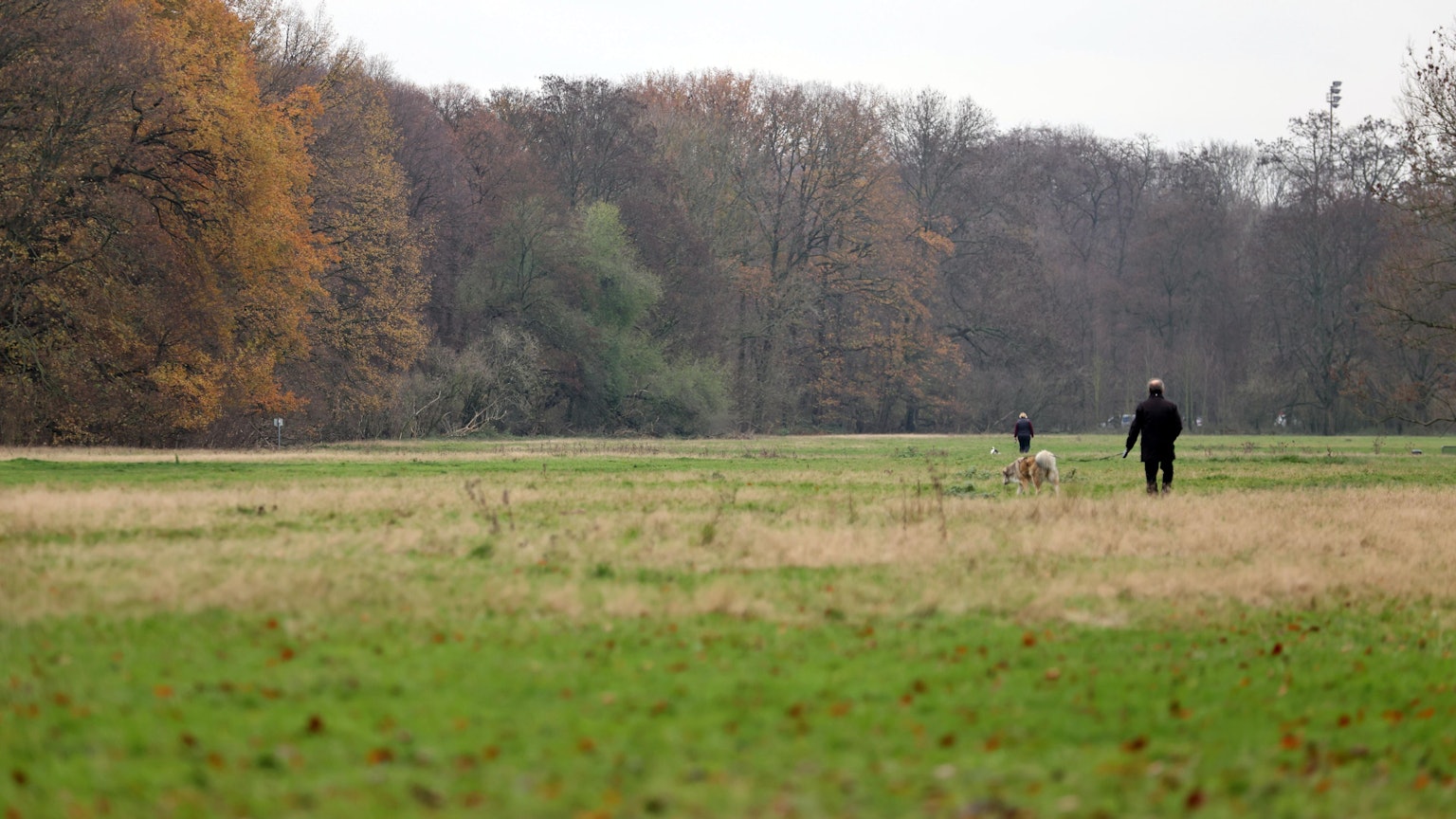 Der Kölner Grüngürtel soll für ein Trainingszentrum des 1. FC Köln genutzt werden.