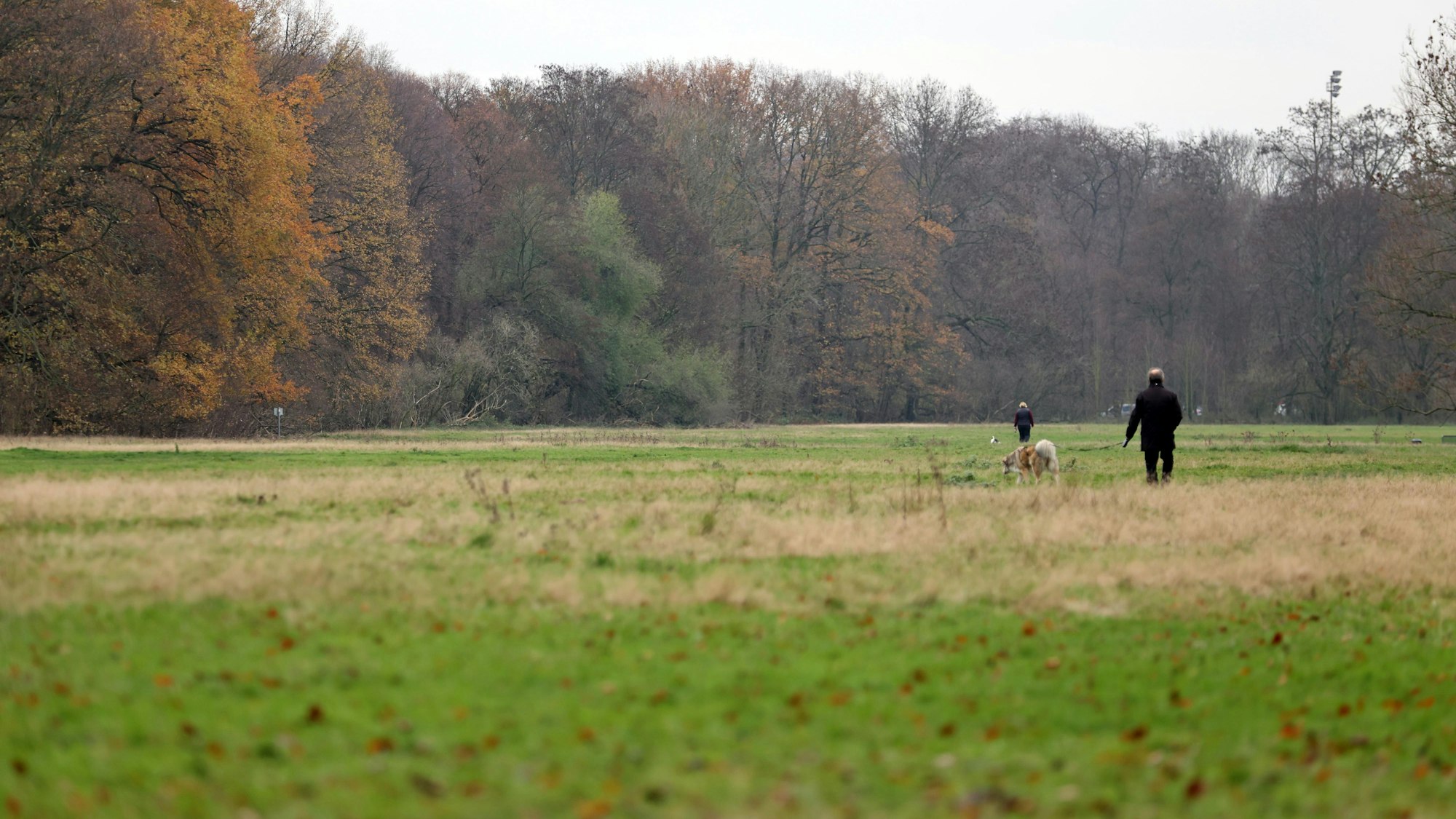 Der Kölner Grüngürtel soll für ein Trainingszentrum des 1. FC Köln genutzt werden.