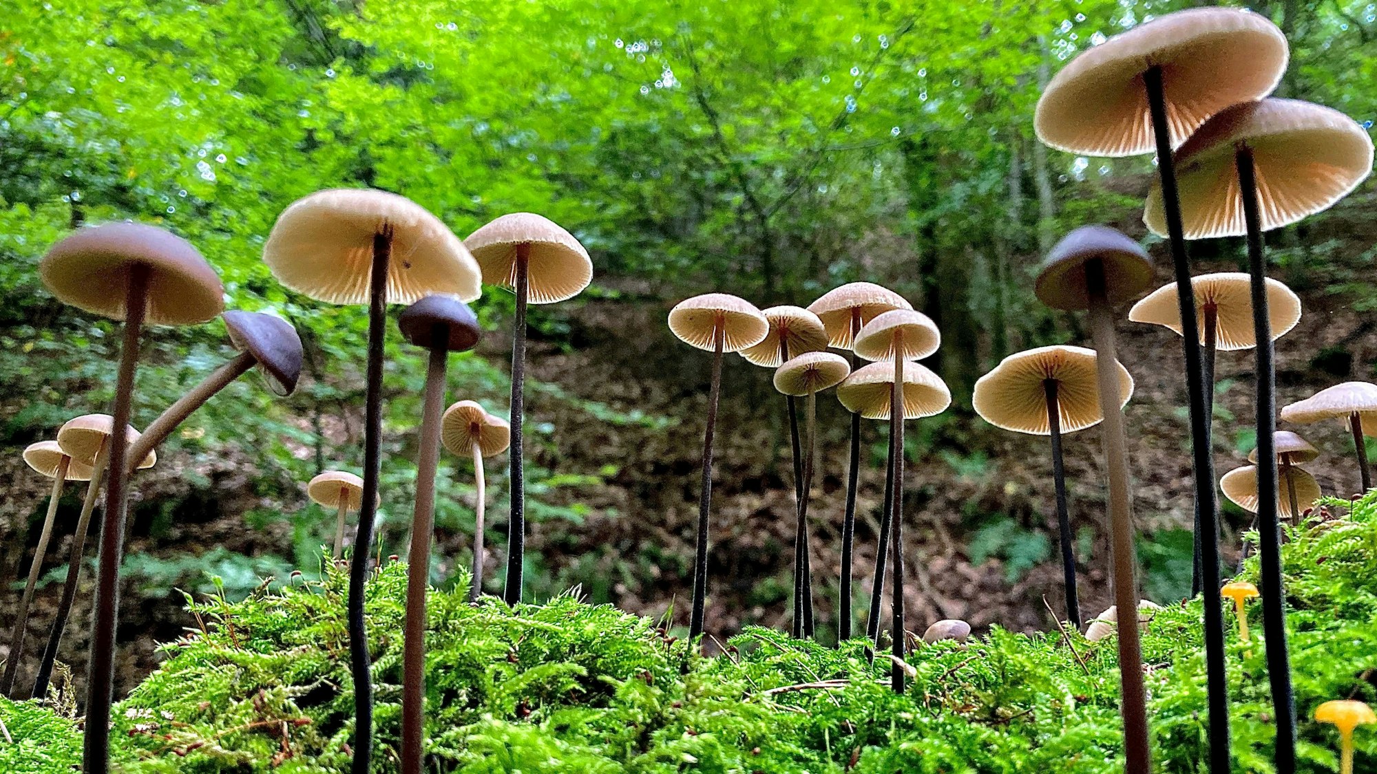 Viele Pilze wachen im Wald.