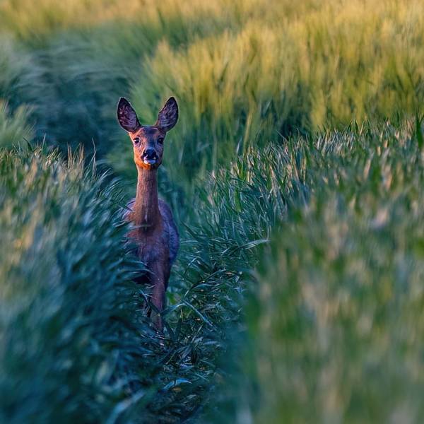 Ein junges Reh steht im Feld.