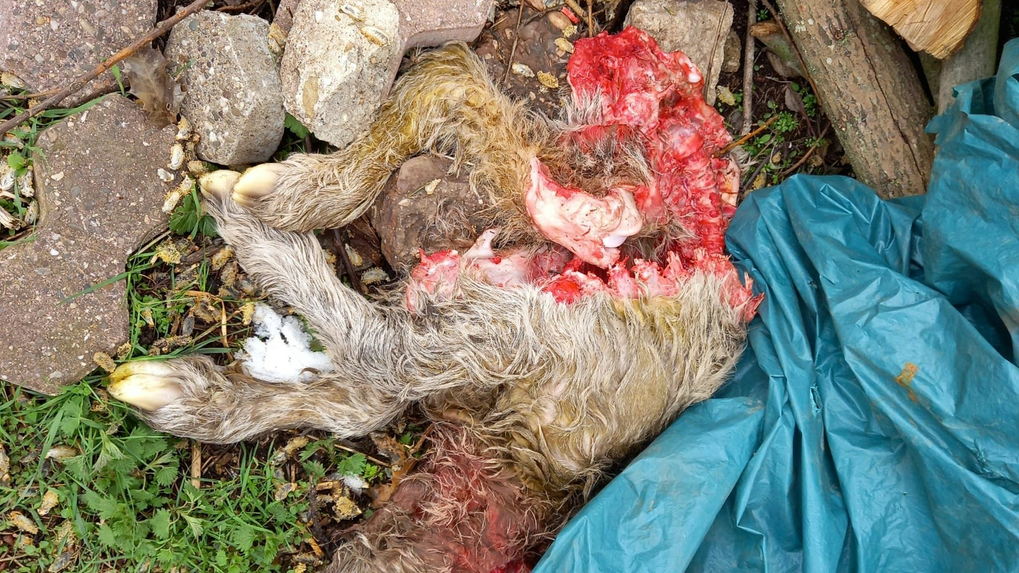 Überreste eines Kälbchen, die neben einer Wiese gefunden wurden.