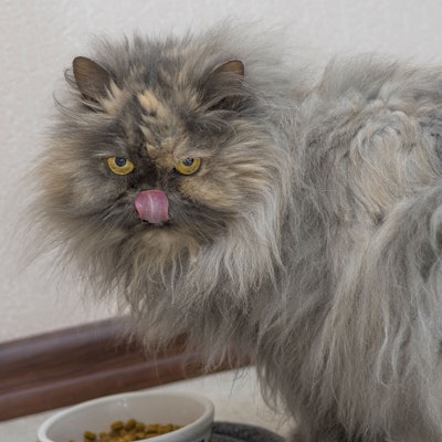 Die Perserkatze zählt zu den ältesten und populärsten Rassekatzen. (Symbolbild)