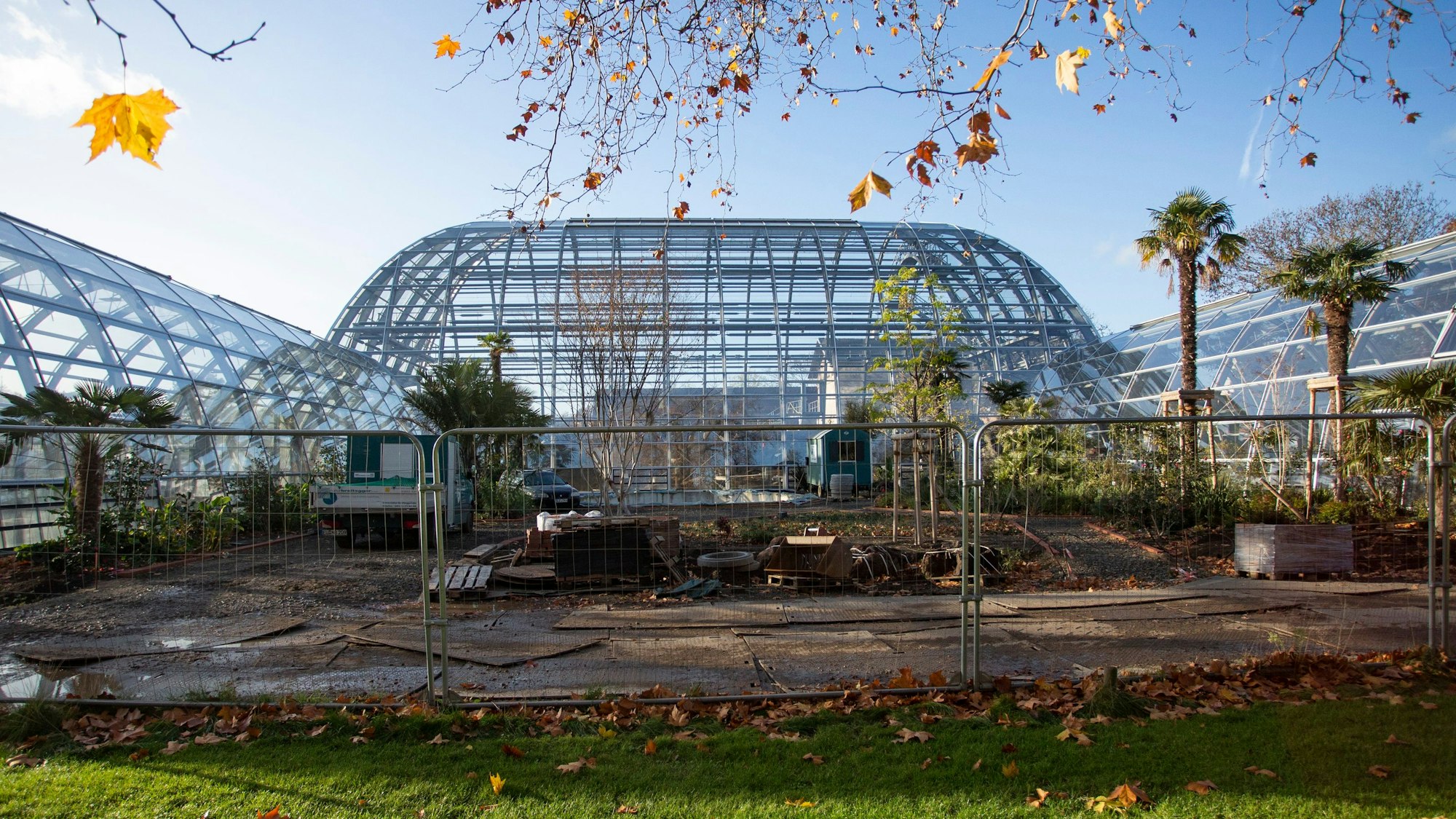 Winterharte Palmen stehen schon rund um die neuen Gewächshäuser in der Flora.