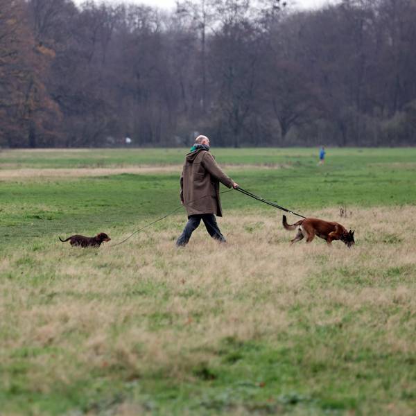 Auf der Gleueler Wiese werden auch weiter die Hunde spielen, eine Mehrheit für Fußballplätze gibt es nicht.