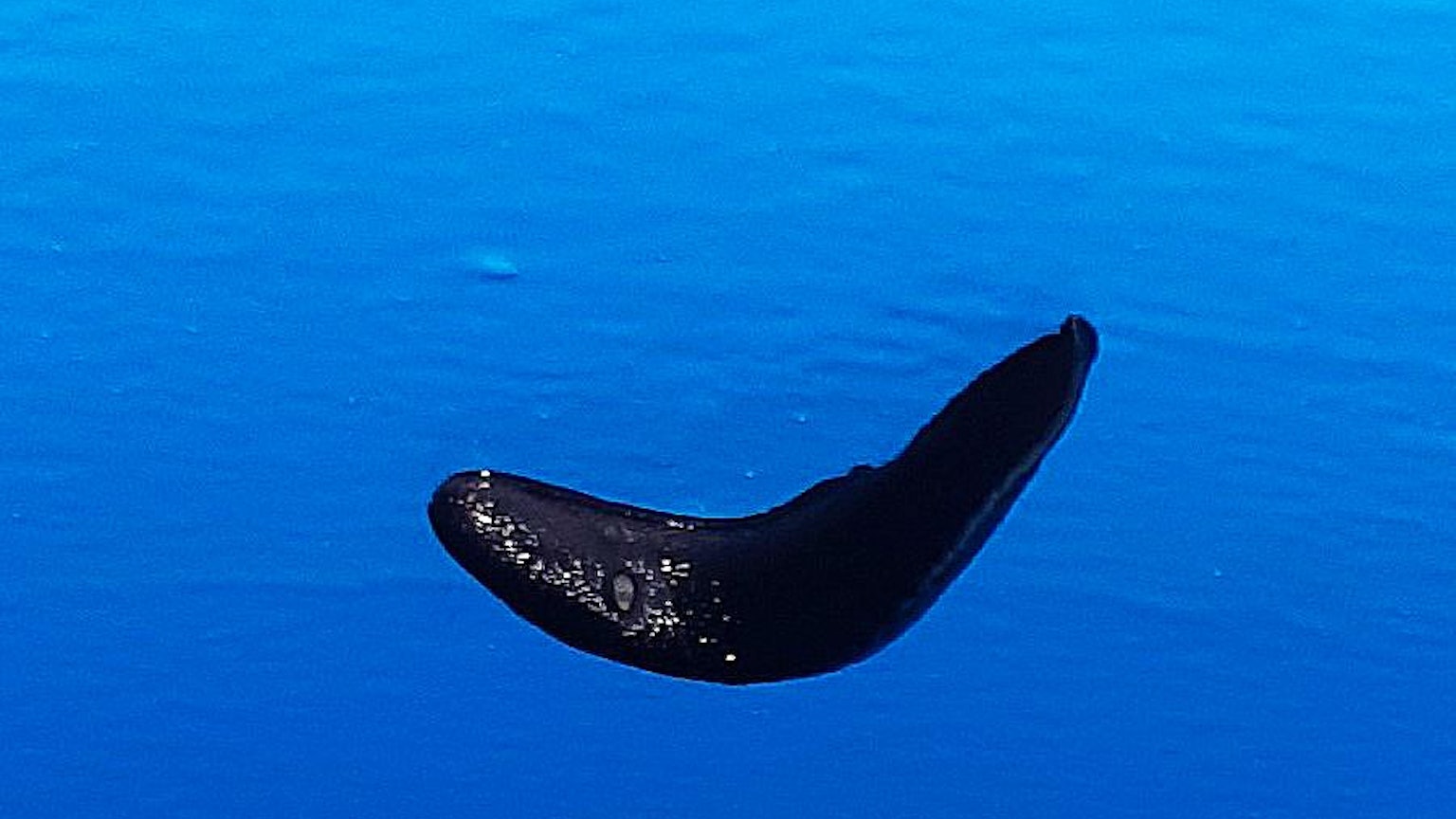 Eine Nacktschnecke vor einer Wasserfläche