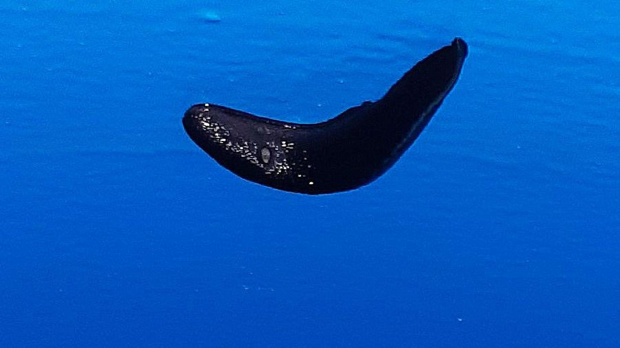 Eine Nacktschnecke vor einer Wasserfläche