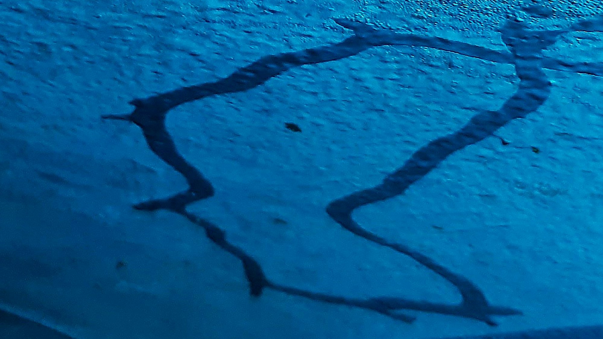 Laufspuren einer Nacktschnecke sind auf der Innenseite des Deckels eines Vorlagebehälters zu sehen.