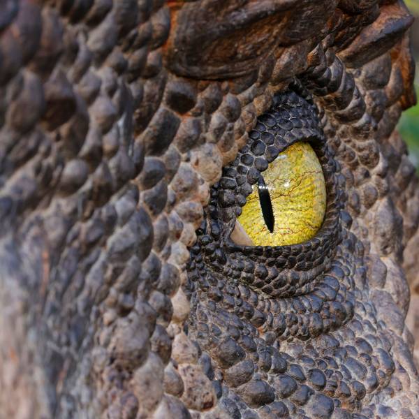 Nahaufnahme eines Dinosaurier-Auges. Drumherum sind die Schuppen des Reptils zu sehen.