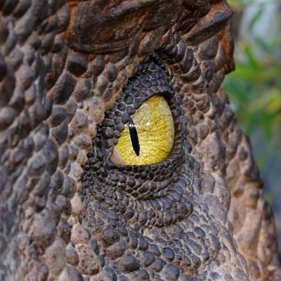 Nahaufnahme eines Dinosaurier-Auges. Drumherum sind die Schuppen des Reptils zu sehen.