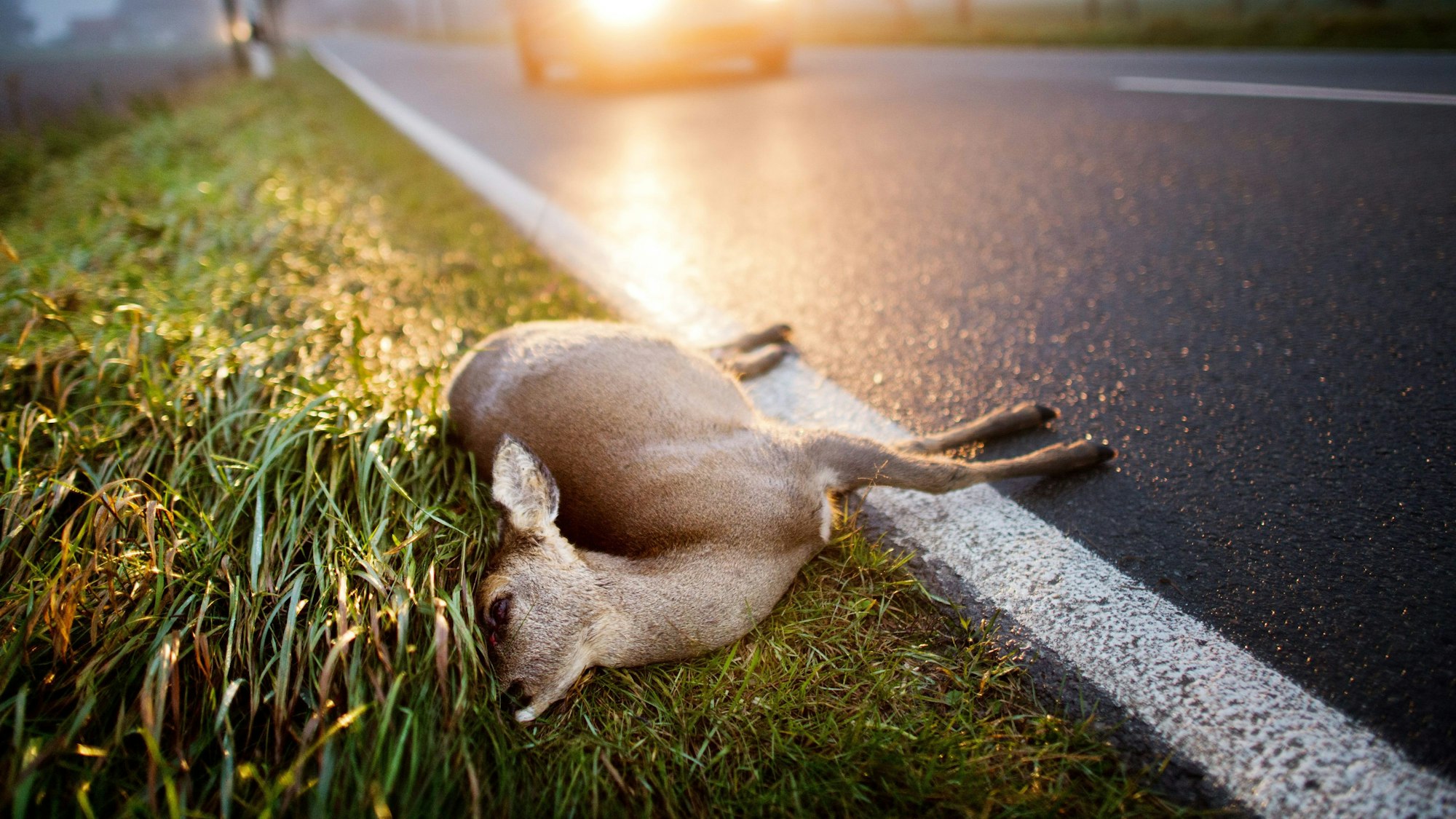 Ein totes Reh liegt am Straßenrand einer Landstraße.