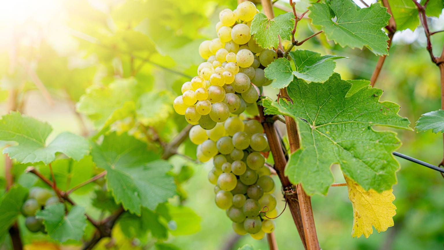 Weinlaub und reife Trauben im Gegenlicht der untergehenden Sonne.
