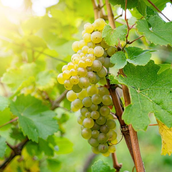 Weinlaub und reife Trauben im Gegenlicht der untergehenden Sonne.