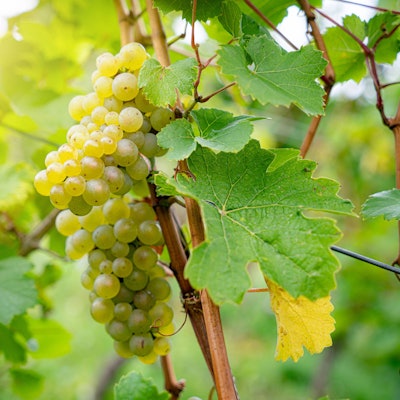 Weinlaub und reife Trauben im Gegenlicht der untergehenden Sonne.