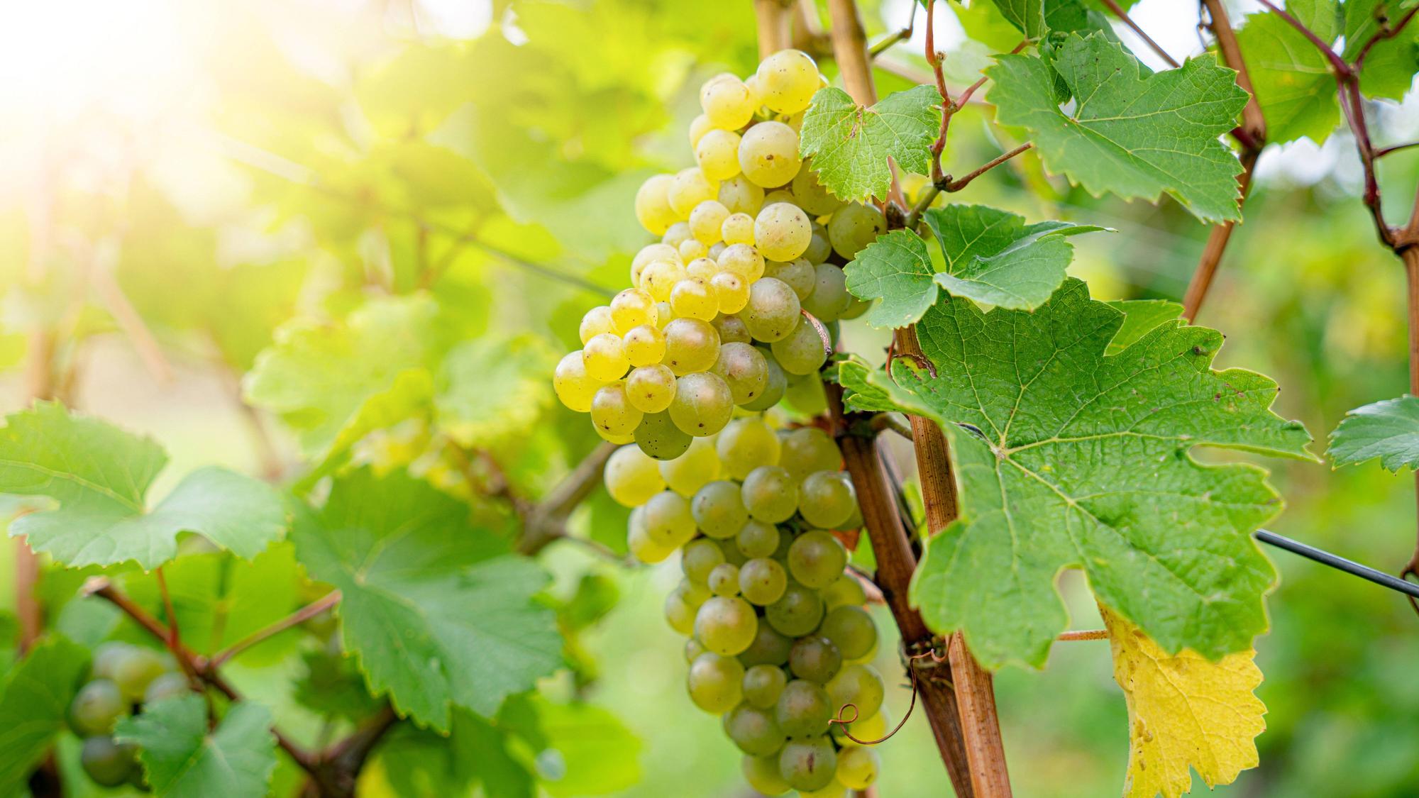 Weinlaub und reife Trauben im Gegenlicht der untergehenden Sonne.