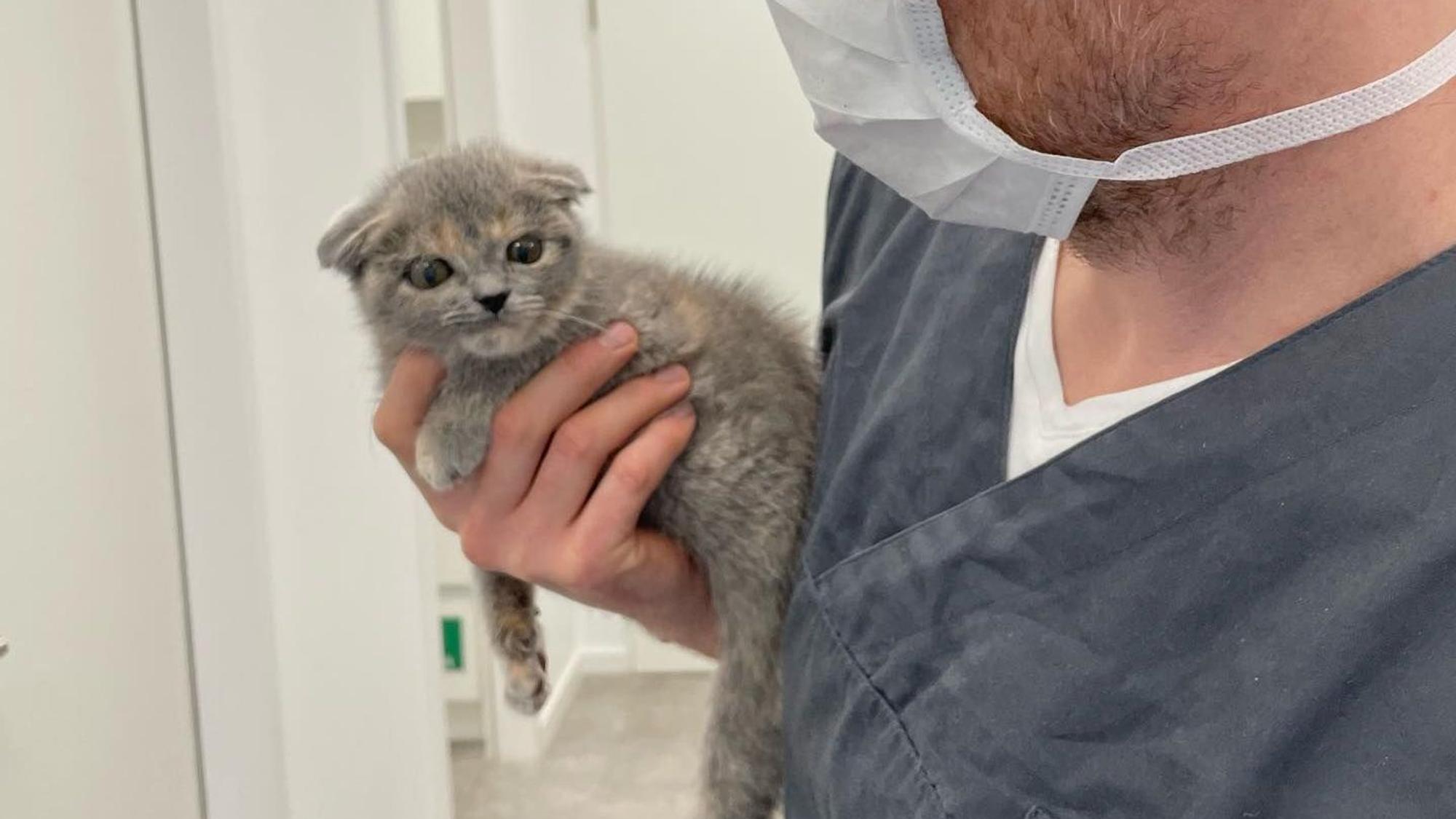 Einer der Tierpfleger hält ein kleines Kätzchen in der Hand.