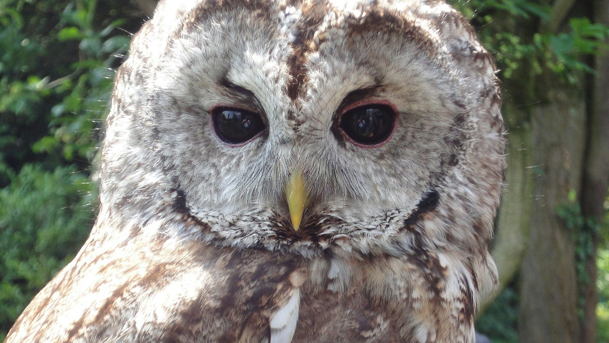 Eine Eule in Nahaufnahme.