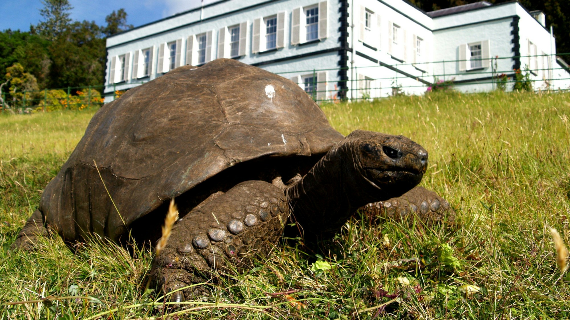 Riesenschildkröte Jonathan (190), die älteste Schildkröte der Welt, im Garten der Gouverneurs-Residenz auf der Insel St. Helena.