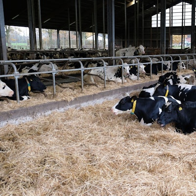 Kühe im Stall von Bauer Hans-Josef Thelen aus Kall-Keldenich.