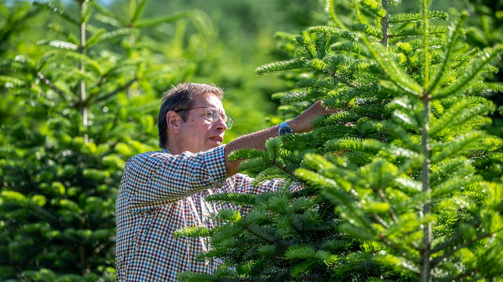 Mann zwischen vielen Tannenbäumen