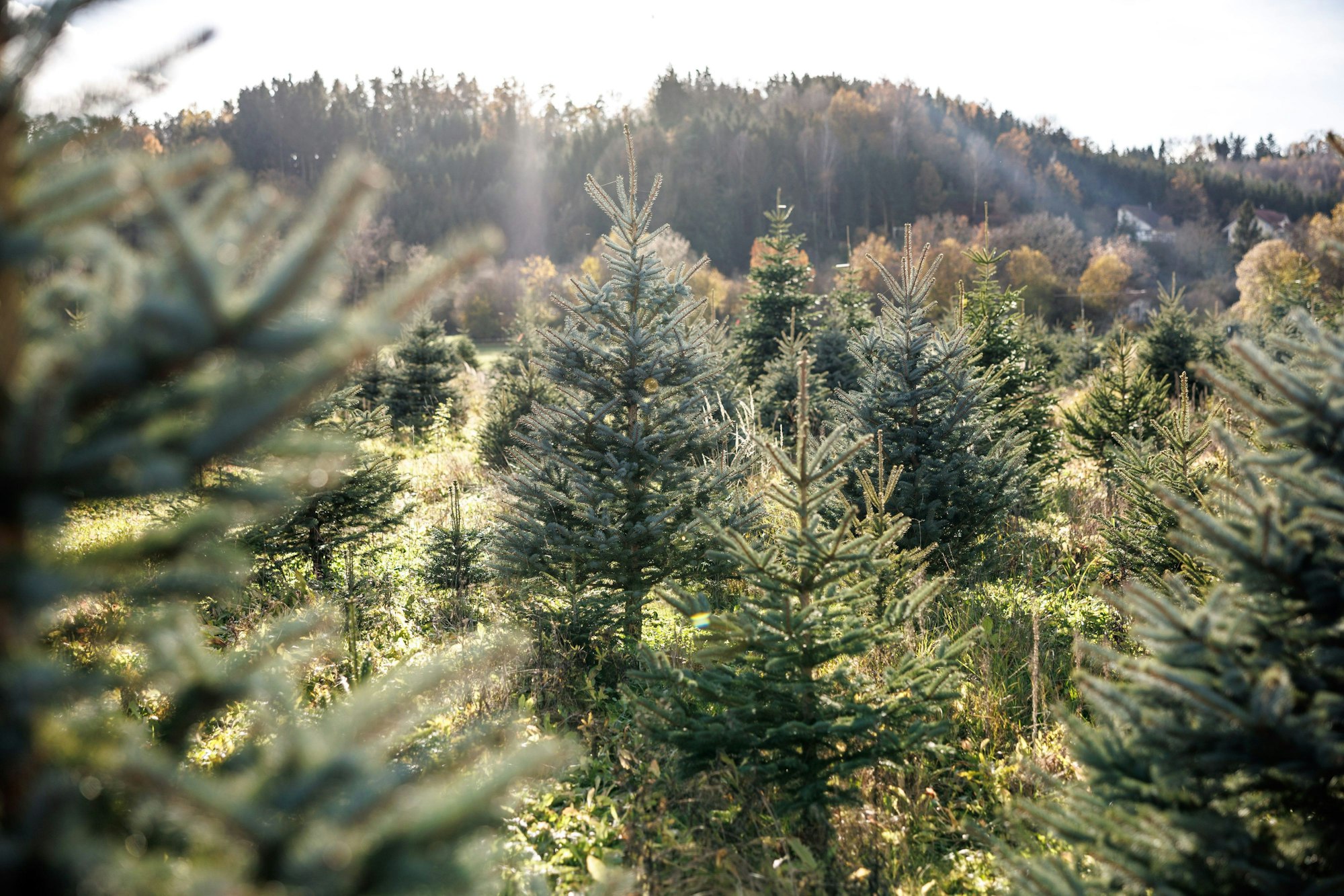 Weihnachtsbäume - soweit das Auge reicht.