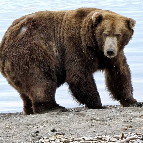 Im April läuft der Film „Cocaine Bear“ an. (Symbolbild eines Braunbären)