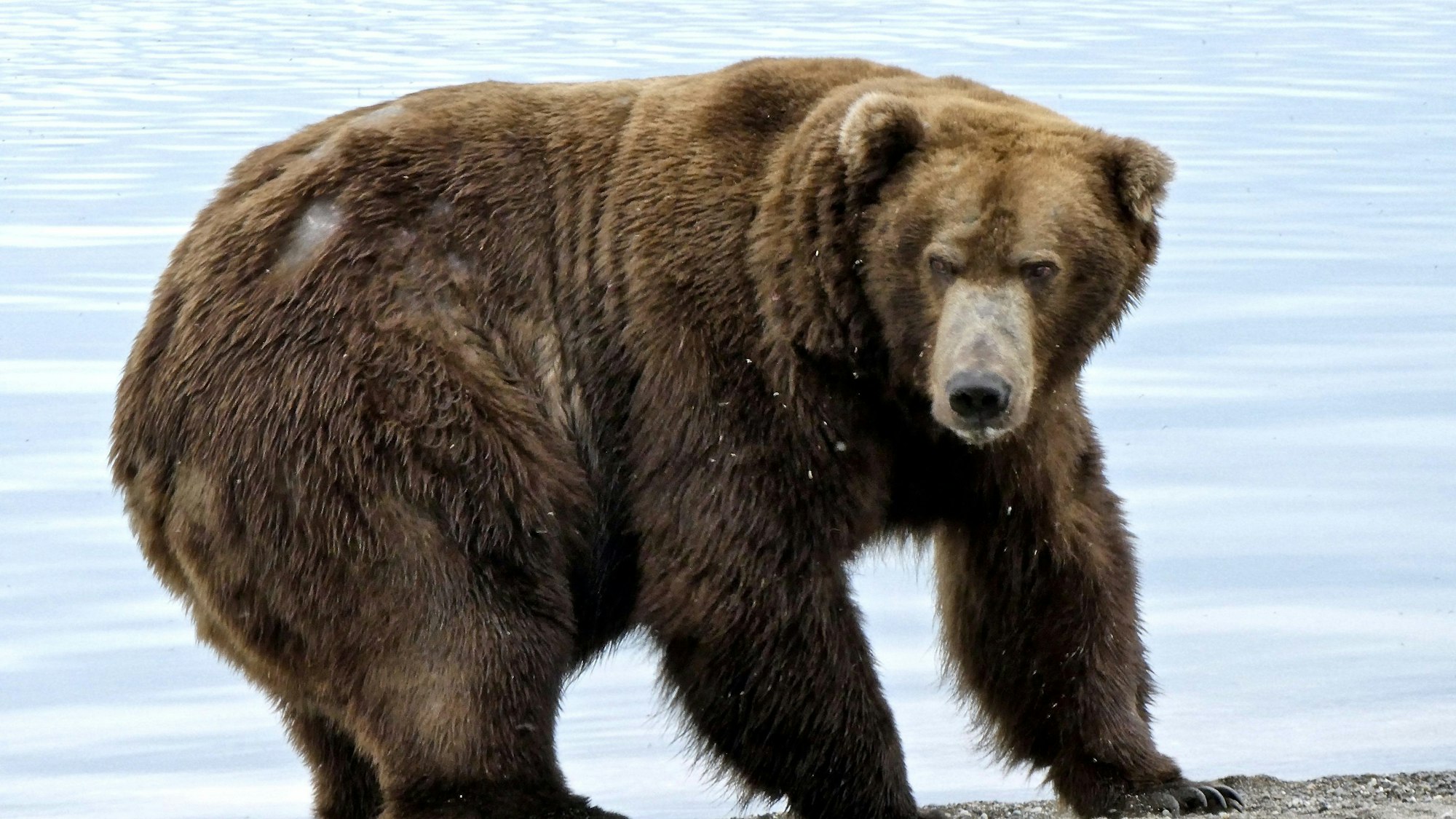 Im April läuft der Film „Cocaine Bear“ an. (Symbolbild eines Braunbären)