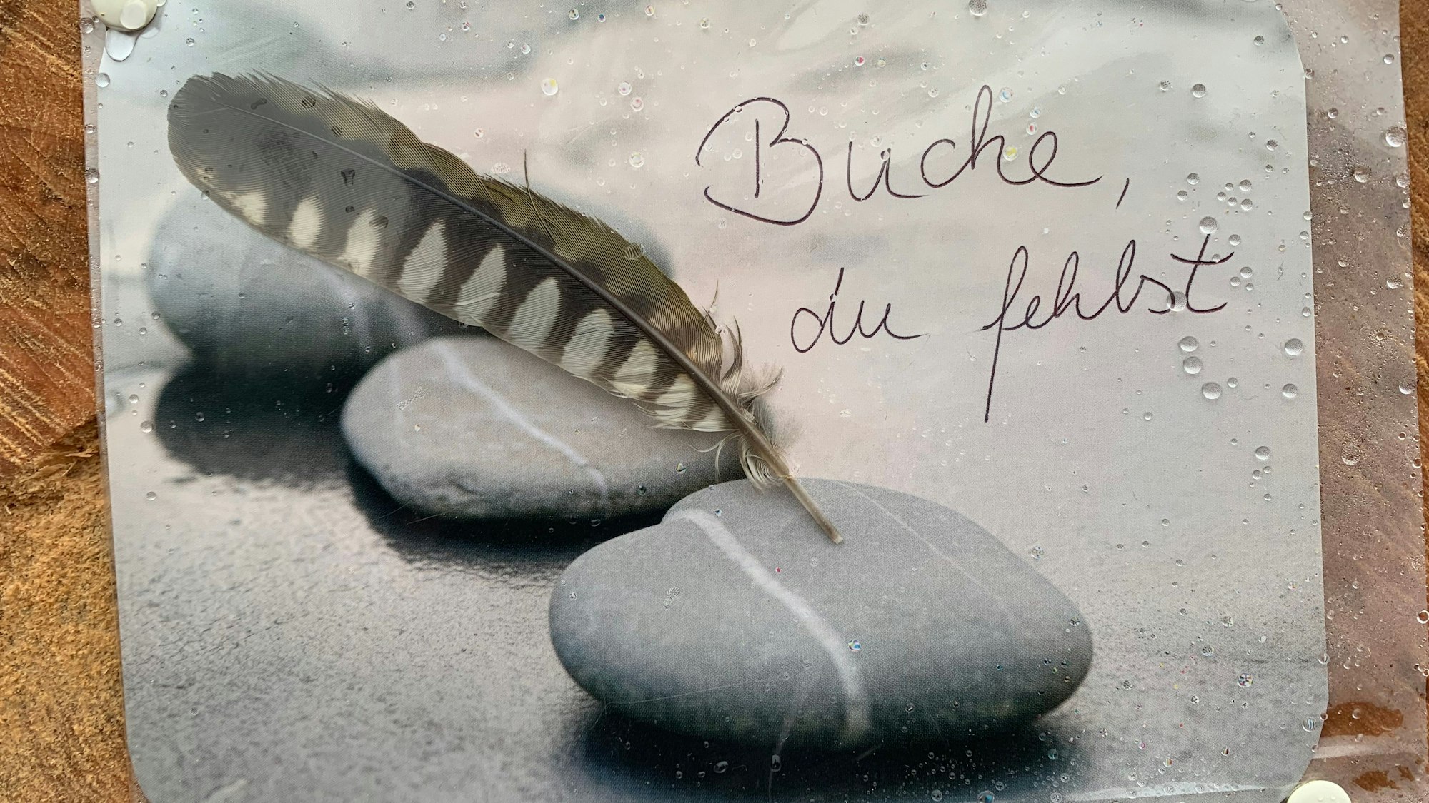 Buche, du fehlst, ist auf einem Zettel am abgesägten Baumstamm zu lesen.