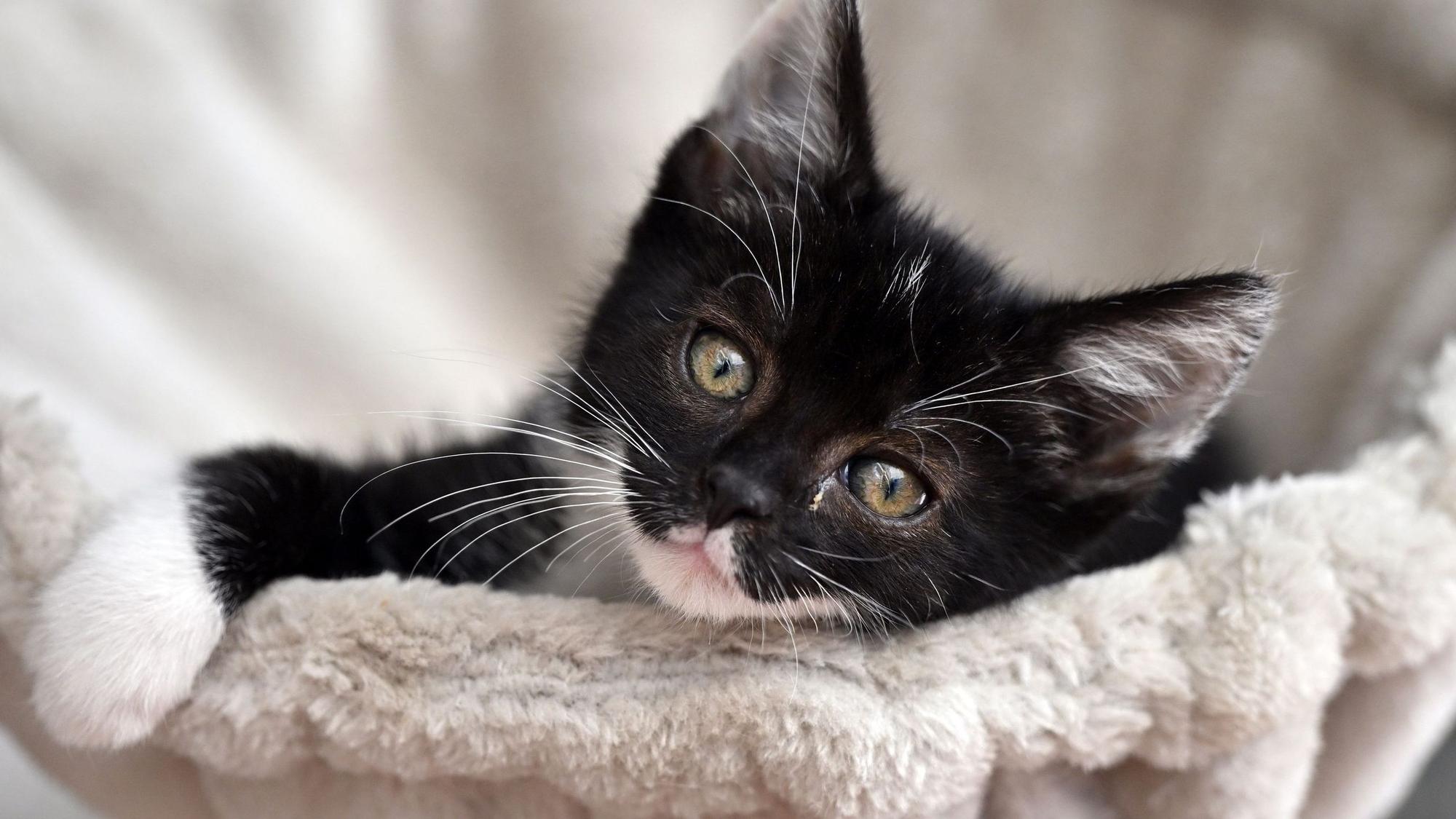 Eine junge Katze mit schwarz-weißem Fell und gelben Augen schaut in die Kamera. Sie liegt in einem weißen Körbchen, auf dem eine Pfote liegt.