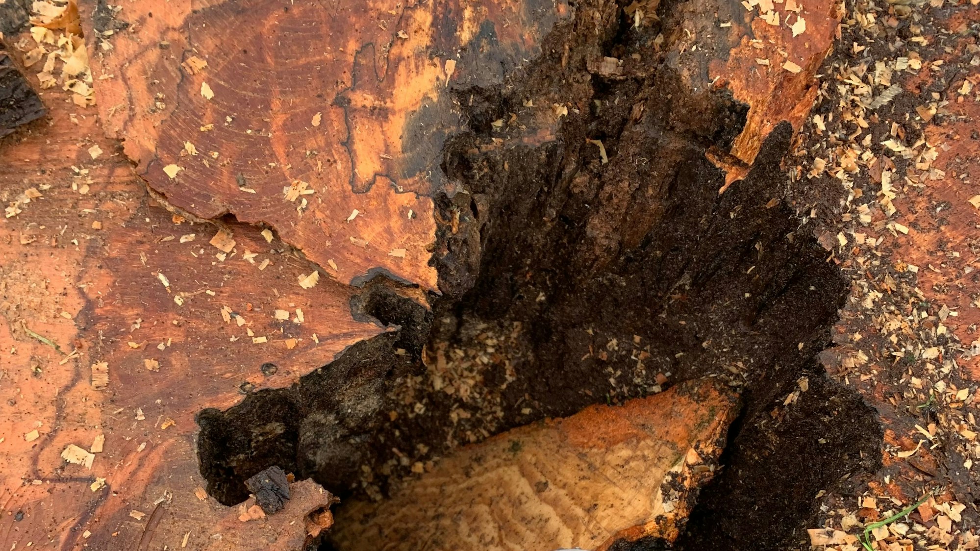 Ein Loch in der Mitte des abgesägten Stammes ist deutlich zu erkennen.