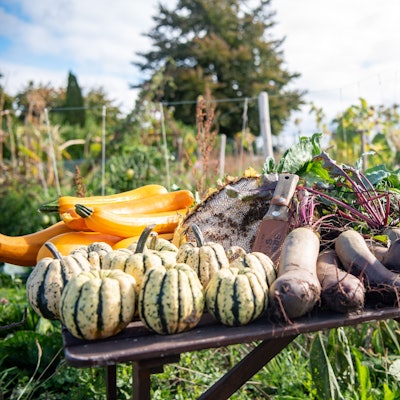 Verschiedene Gemüsesorten aus dem Garten liegen auf einem Tisch.
