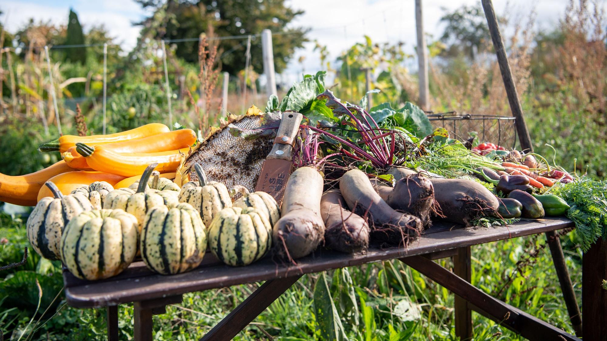 Verschiedene Gemüsesorten aus dem Garten liegen auf einem Tisch.