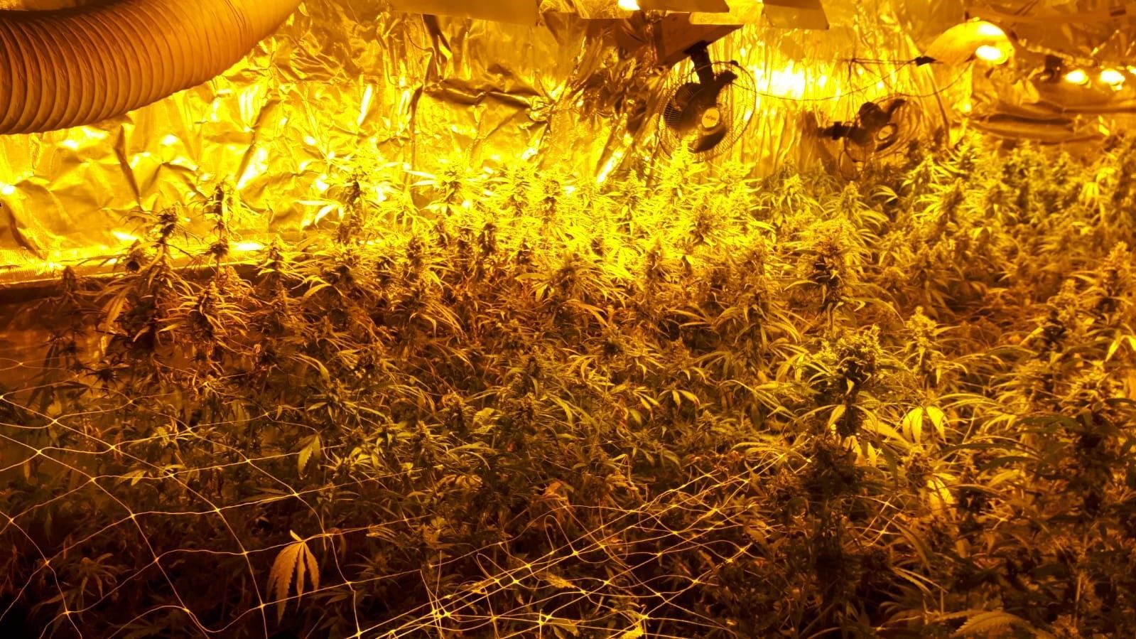 Cannabispflanzen wachsen in einer der beiden Gummersbacher Plantagen. Die Ausstattung war professionell und bedurfte der regelmäßigen Pflege.