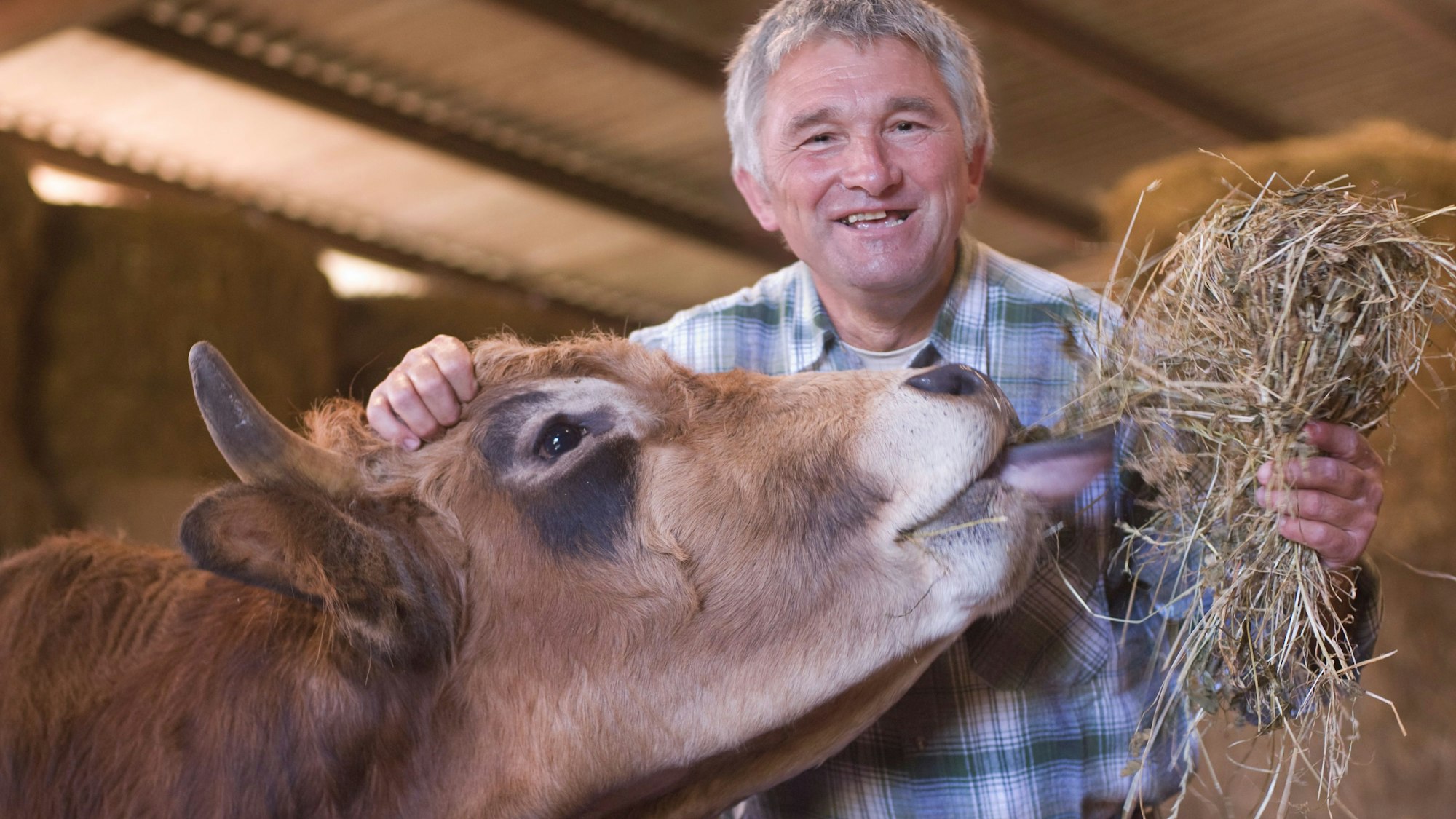 Ein US-Farmer mit Bulle im Heu. Der Bulle frisst Heu.