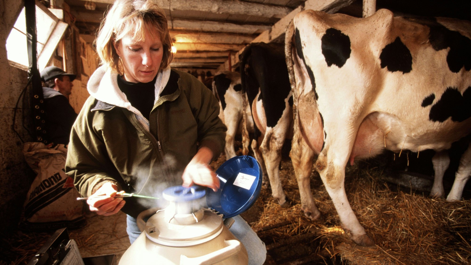 Eine Frau nimmt eine Probe Bullensamen aus einem Tiefkühlbehälter.
