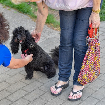 Eine Sachbearbeiterin vom Steueramt lässt sich auf ihrem Kontrollgang durch die Stadt von der Pudelhündin Gina die Pfote geben.