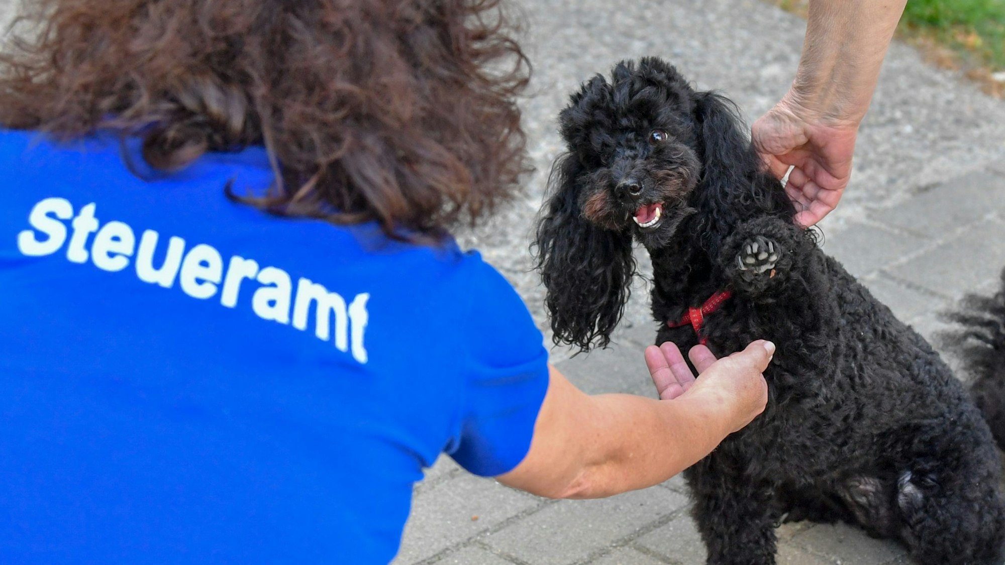 Eine Sachbearbeiterin vom Steueramt lässt sich auf ihrem Kontrollgang durch die Stadt von der Pudelhündin Gina die Pfote geben.