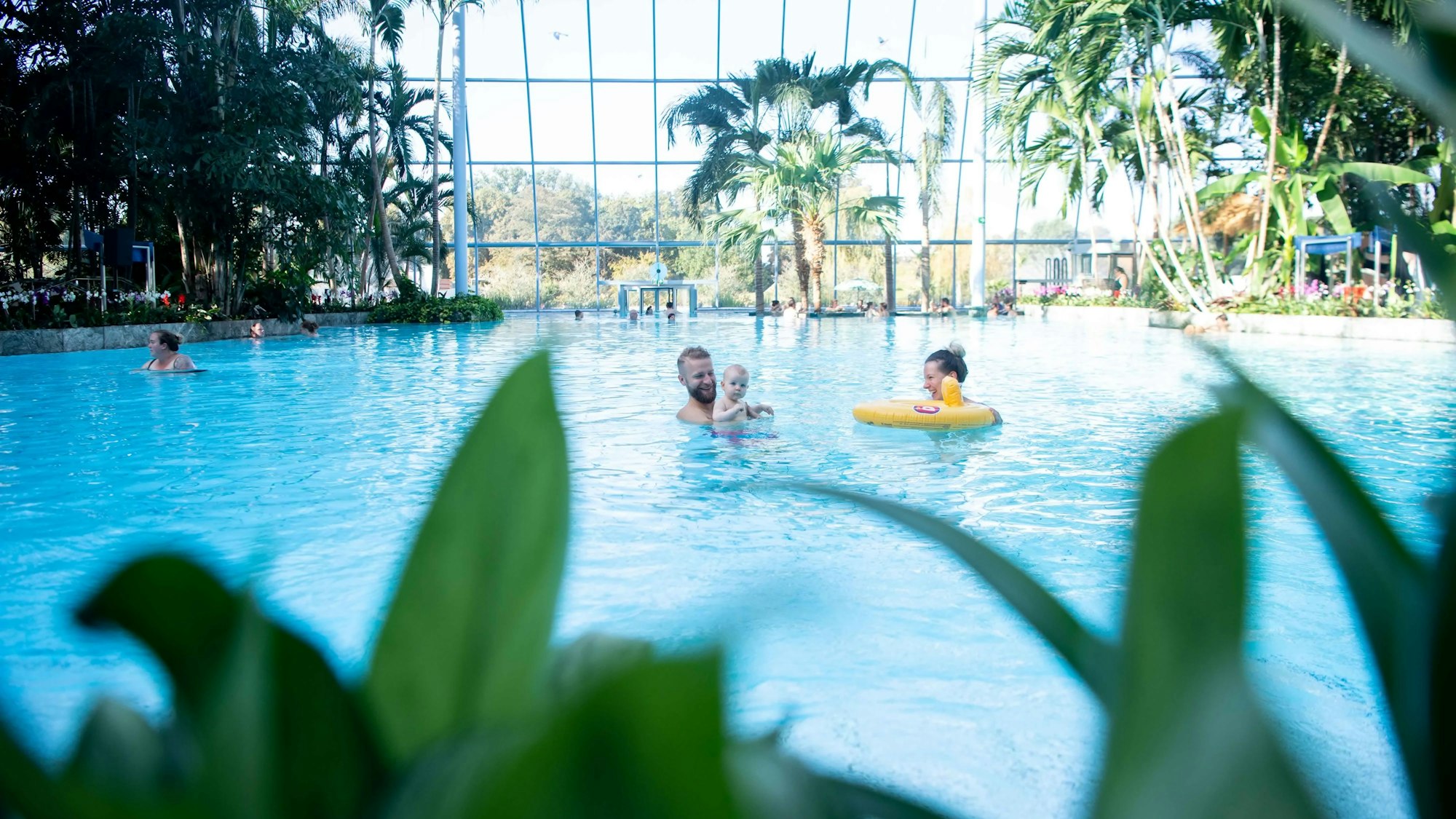 Unter dem Kuppelglasdach der Euskirchener Therme hat eine Familie mit einem Kleinkind Spaß im warmen Wasser. Am Beckenrand sind Palmen und andere exotische Pflanzen zub sehen.
