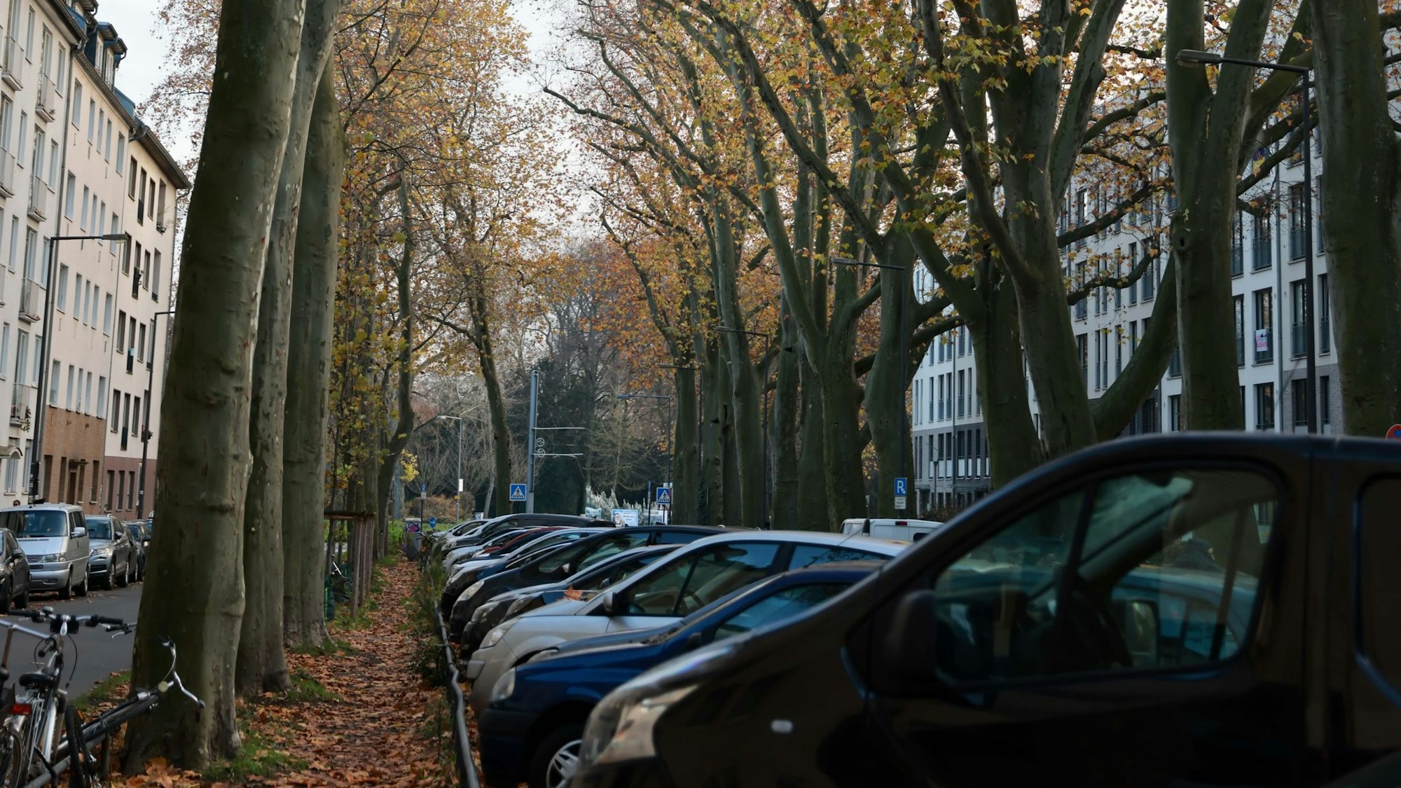 Baumallee unter denen Autos parken.