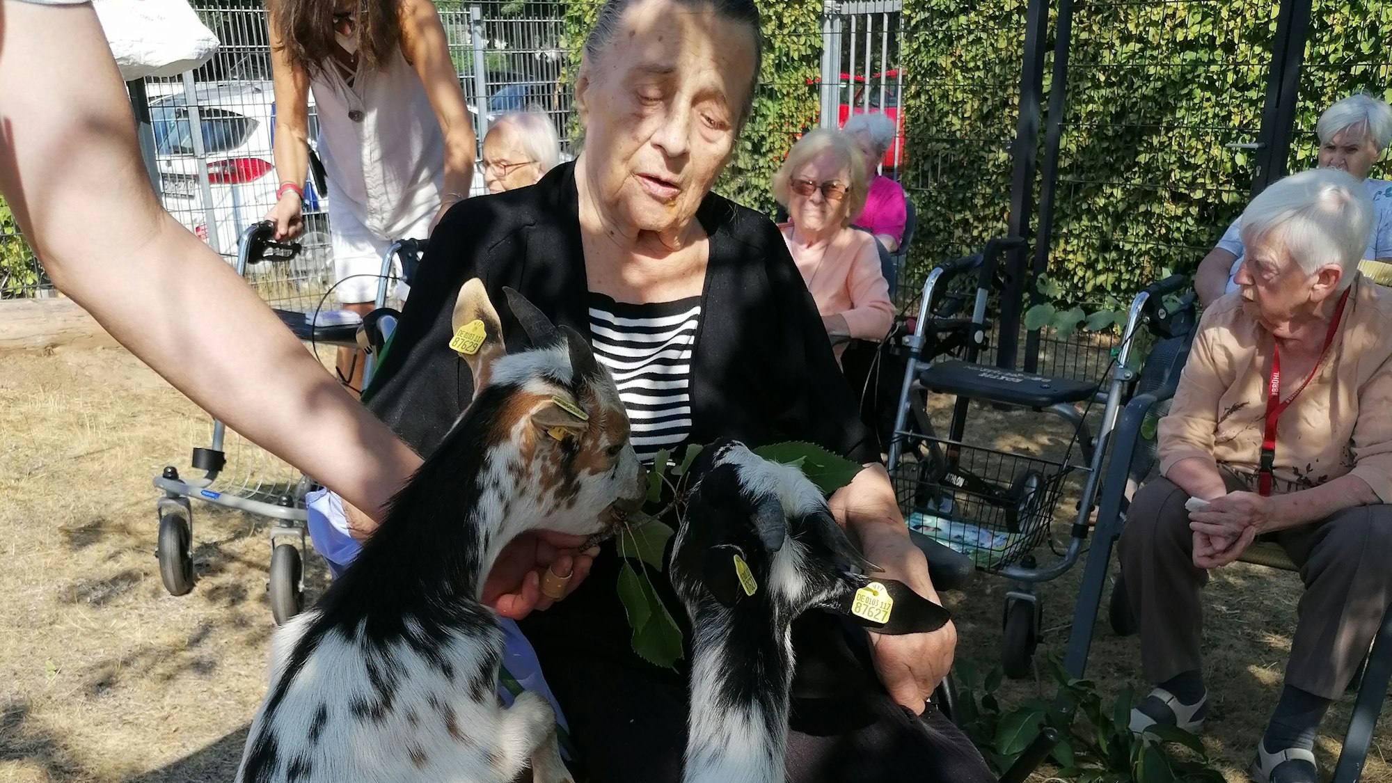 Ziegen lassen sich von einer Seniorin verwöhnen. Sie stehen mit den Vorderhufen auf dem Rollstuhl, in dem die Frau sitzt.