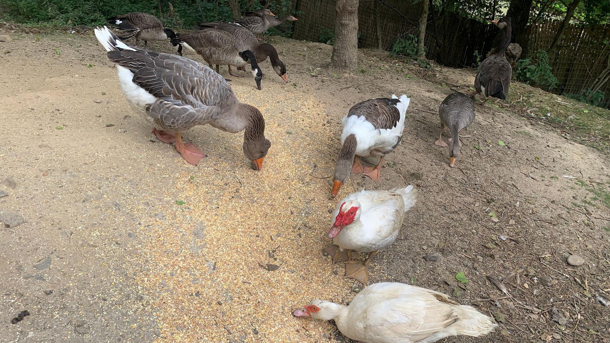 Enten picken Futter auf einem Hof.