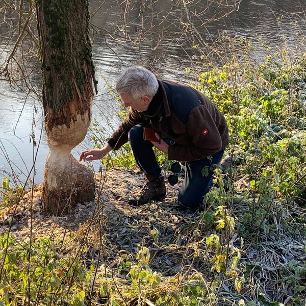 Typische Nagespuren eines Bibers an einem Baum am Siegufer in Eitorf.