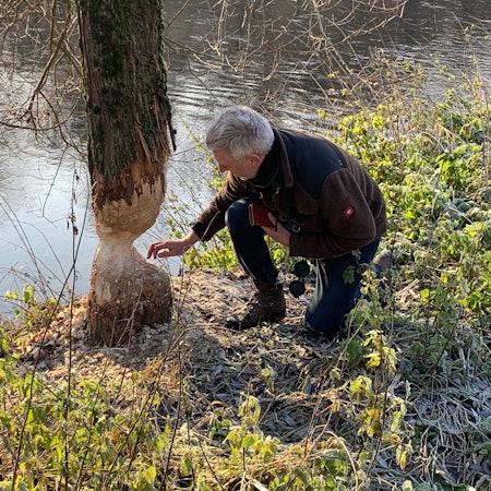Typische Nagespuren eines Bibers an einem Baum am Siegufer in Eitorf.