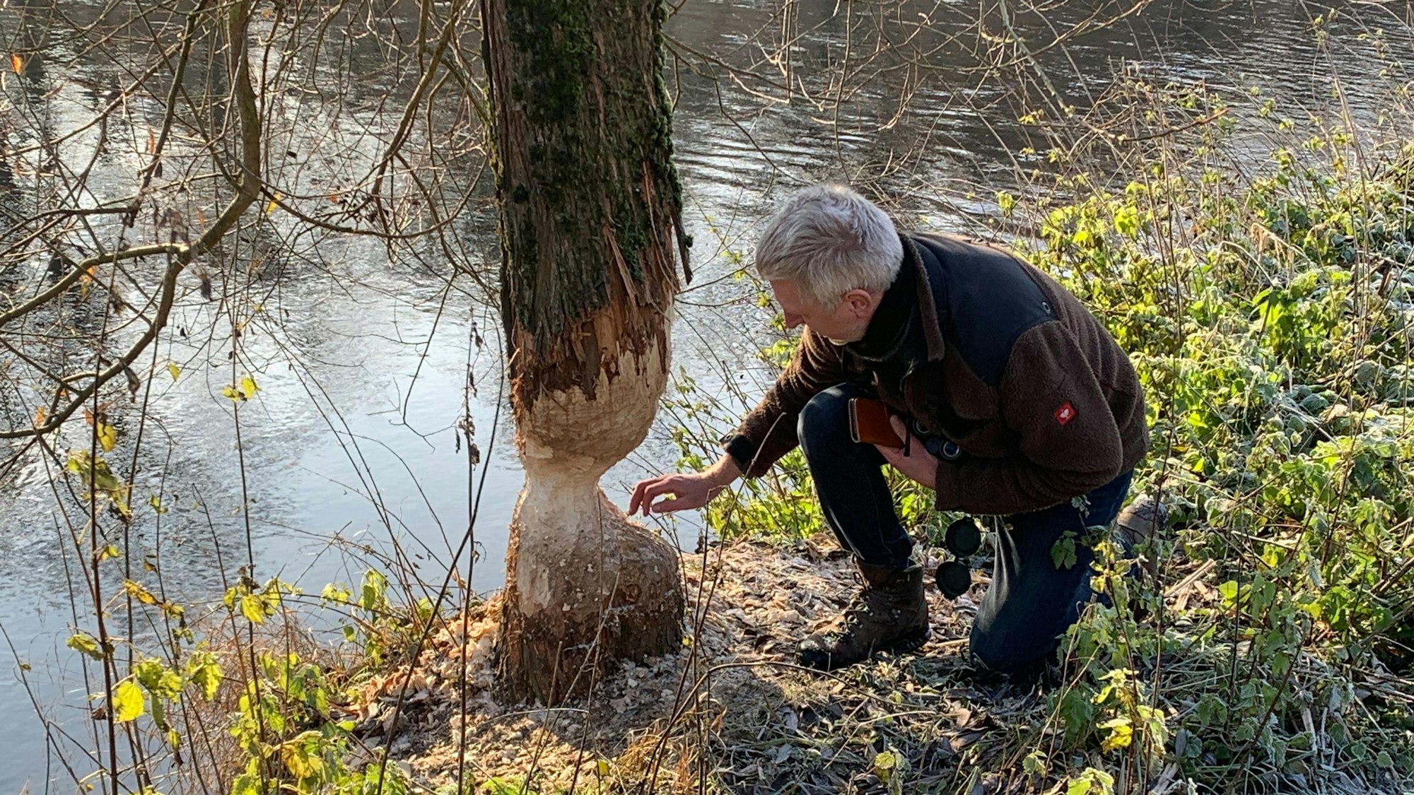 Typische Nagespuren eines Bibers an einem Baum am Siegufer in Eitorf.