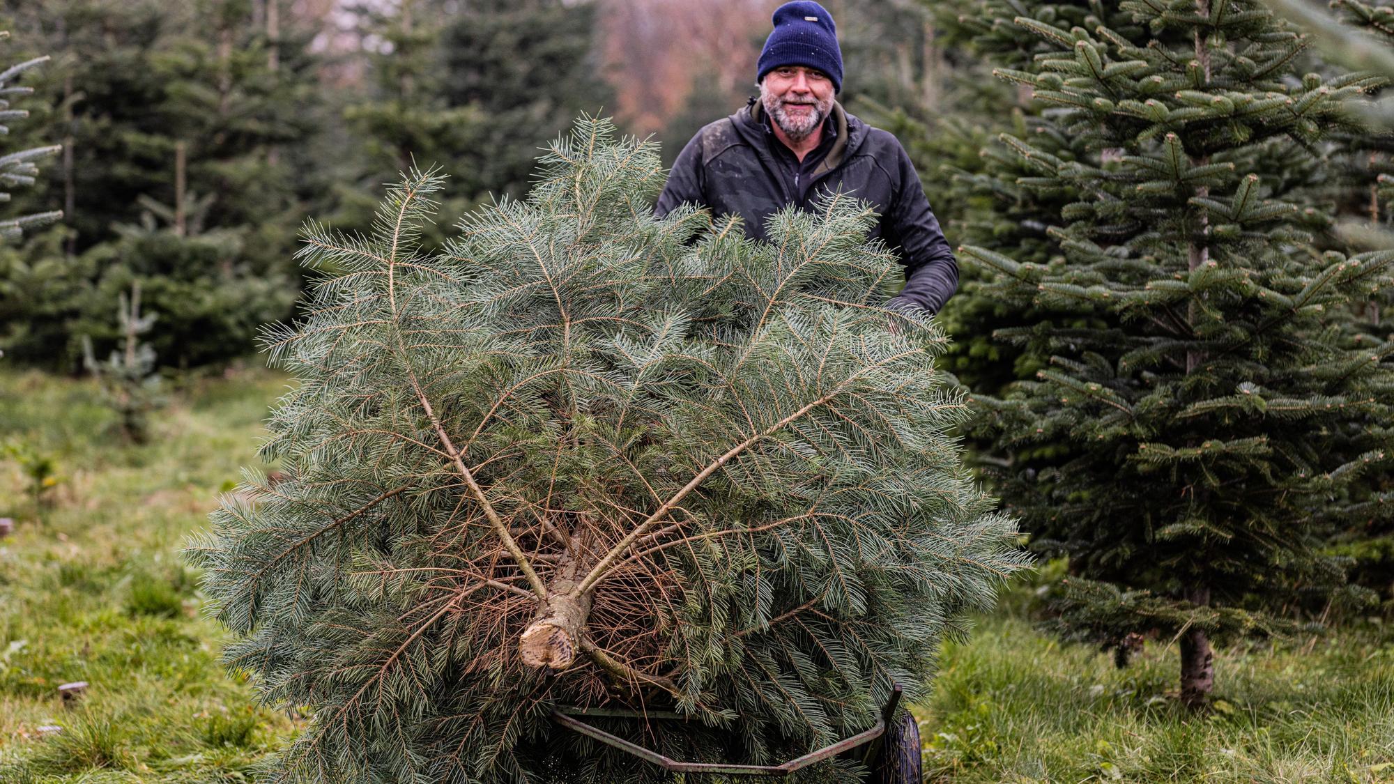 Martin Bollenbeck mit einem frisch abgesägten Weihnachtsbaum. Er verkauft schon seit vielen Jahren Weihnachtsbäume.