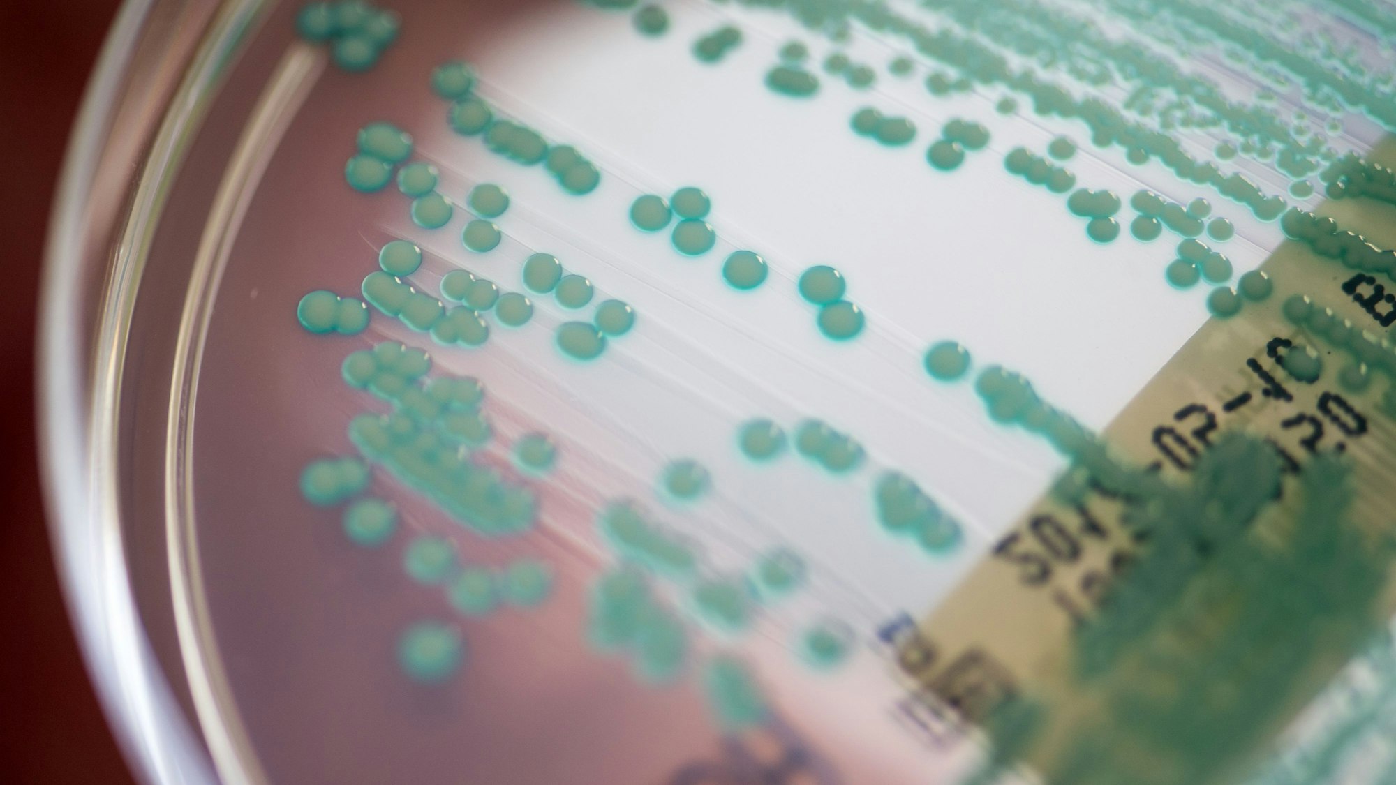 Eine Petrischale mit Methicillin-resistenten Staphylococcus aureus-Keimen