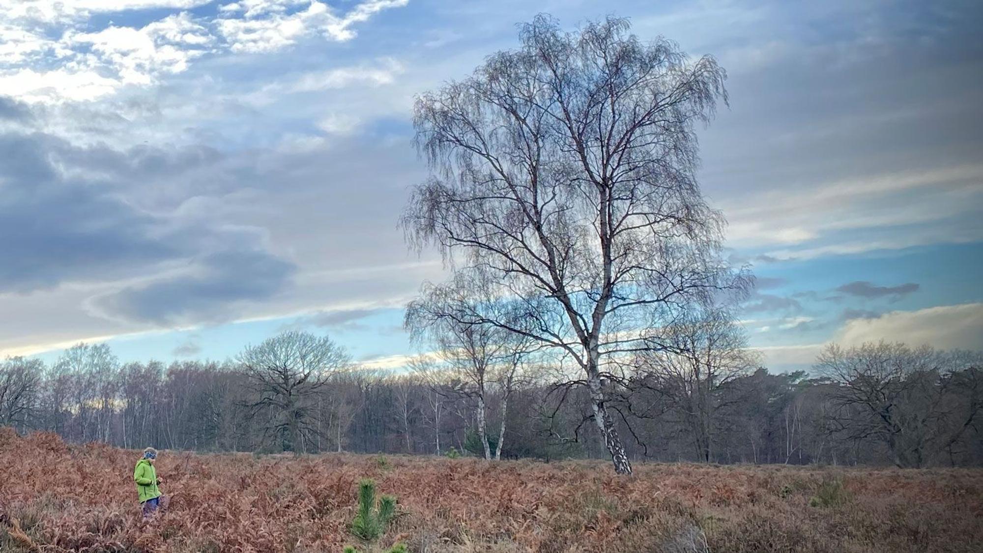 Heidelandschaft mit großer Birke im Winter