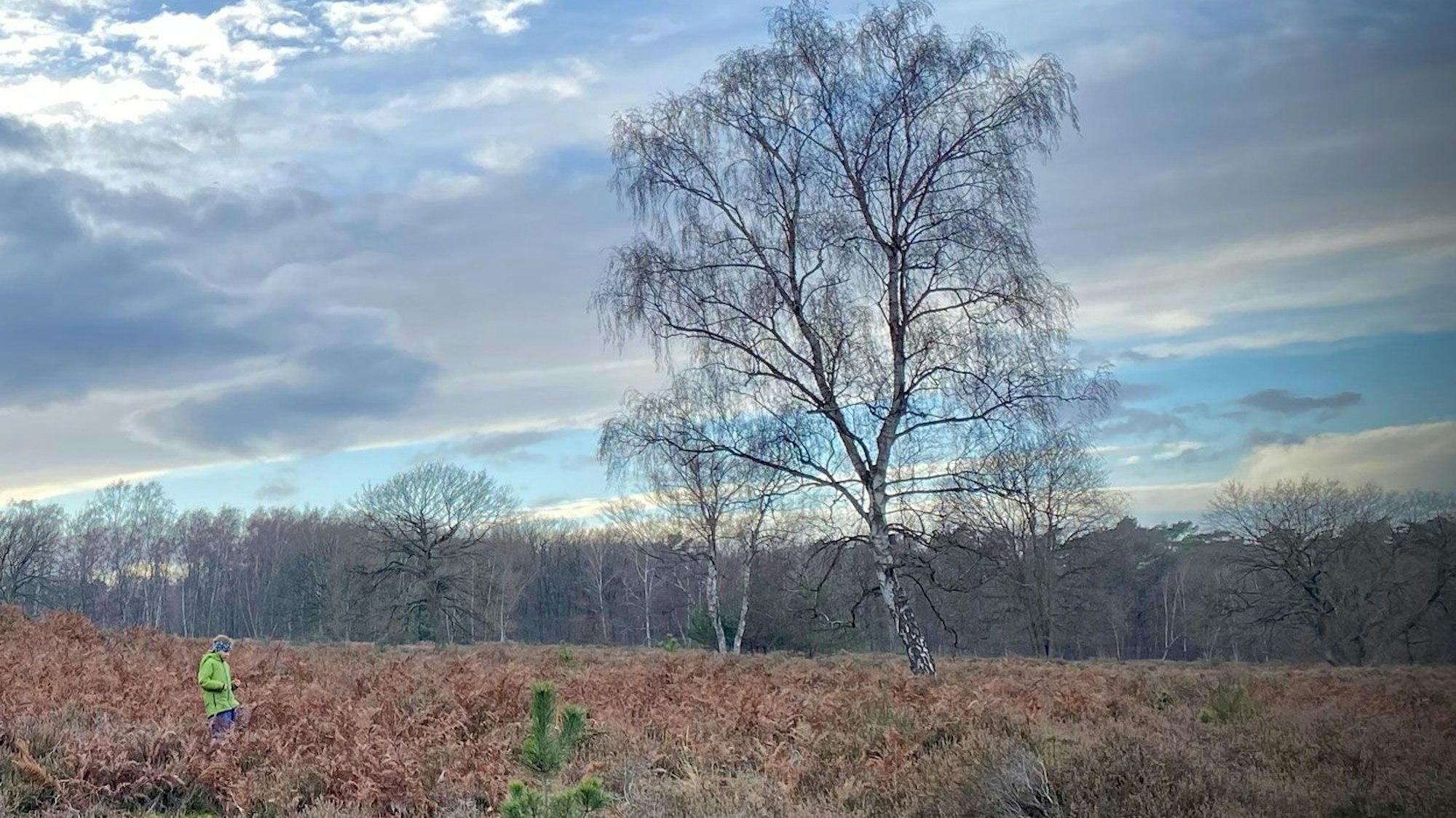 Die Wahner Heide im Winter 2020