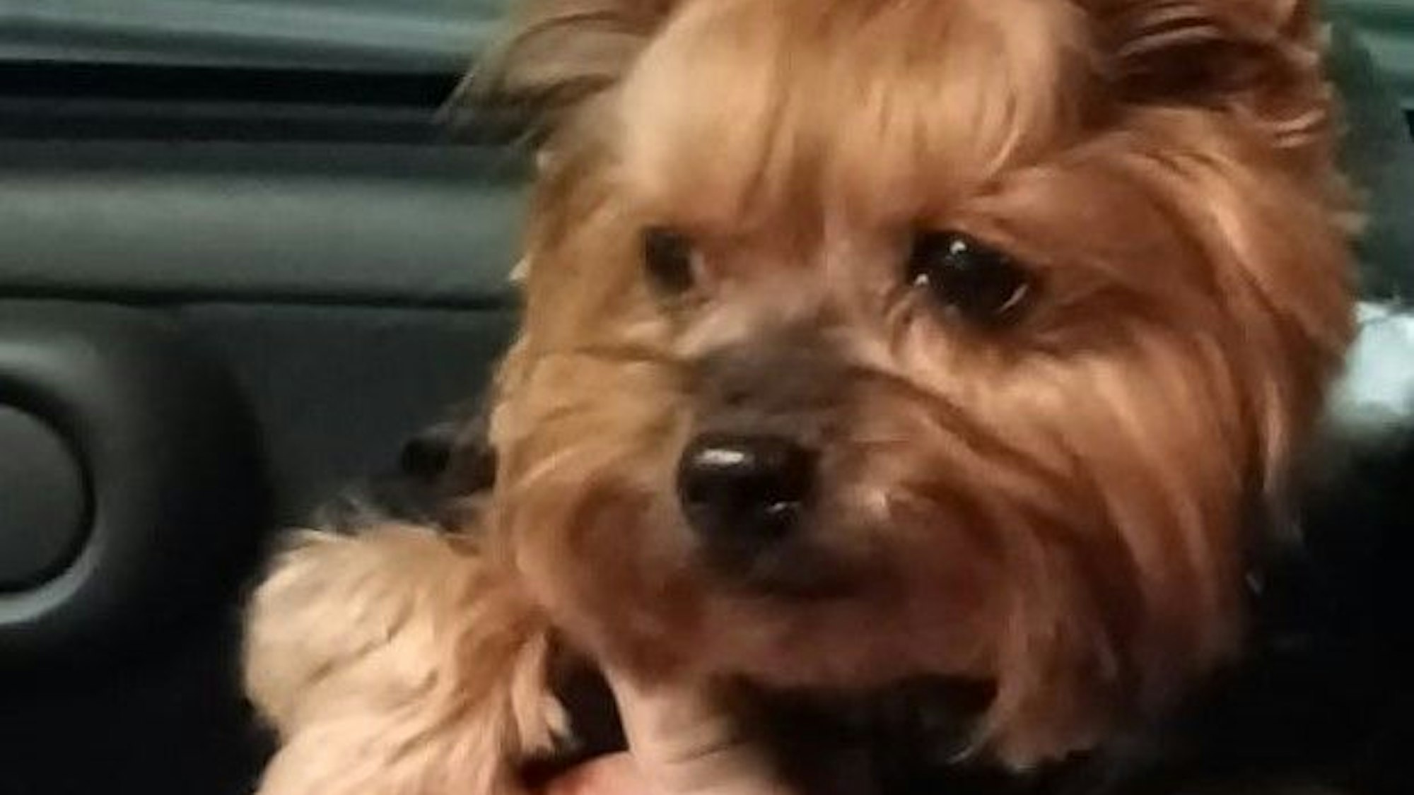 Polizei stellt Bild am 14.12.2022 zur Verfügung: Hund gestohlen und wieder gefunden