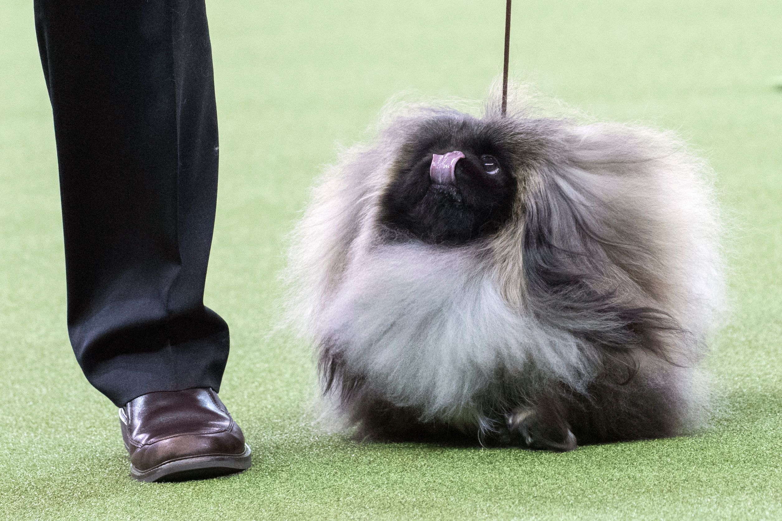 Ein Hund der Rasse Pekinse bei einer Hunde-Show.